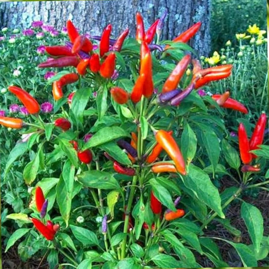 African Bird Pepper Seeds (20) / Piri Piri / SPICY HOT / ORGANIC / VERY RARE