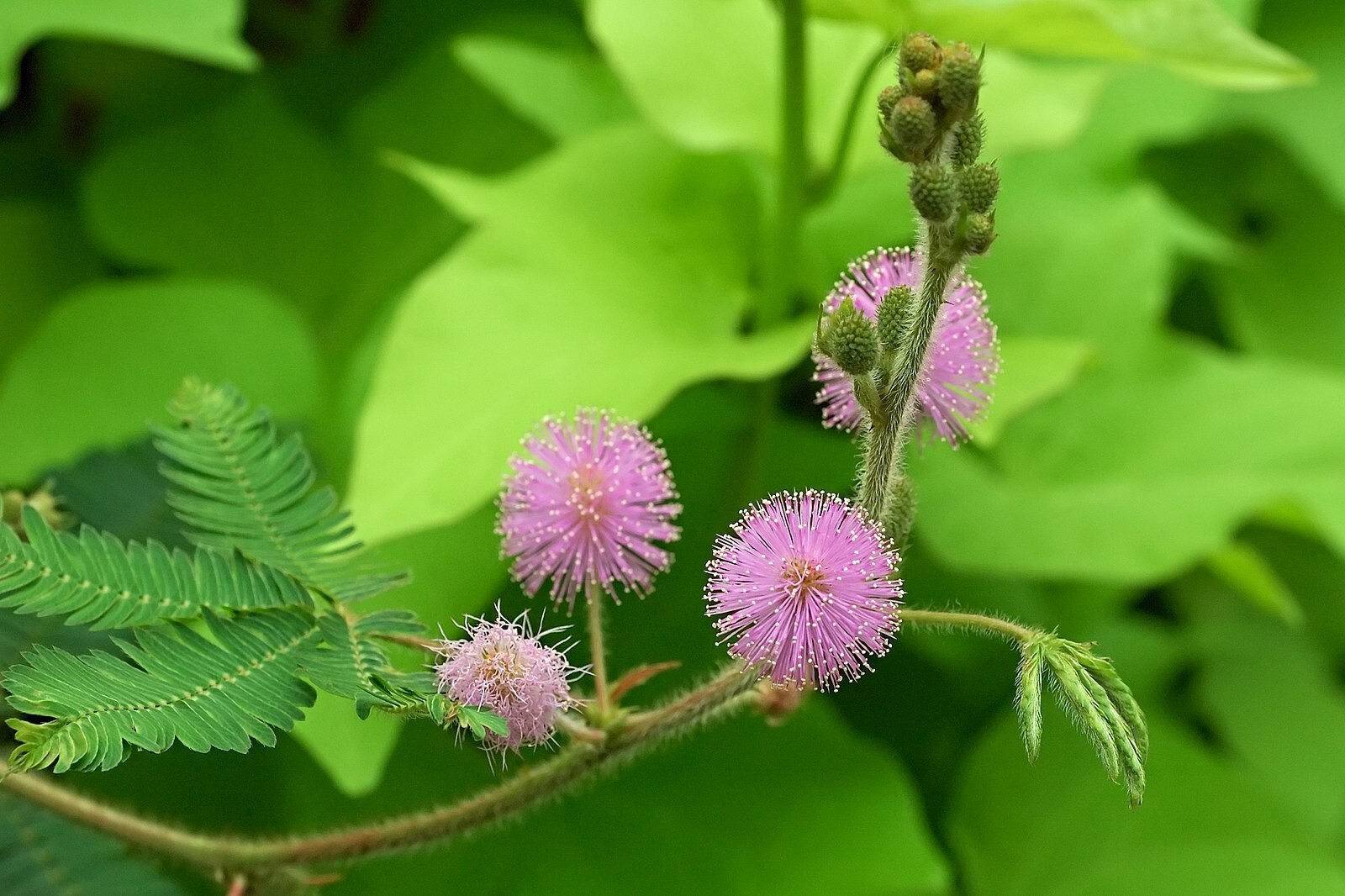 MIMOSA PUDICA Seeds BULK *Free Shipping* Shy Plant, Sensitive Plant – 5000 Seeds