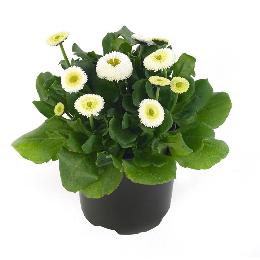 Bellis Seeds Bella Daisy White 25 Pelleted Seeds English Daisy