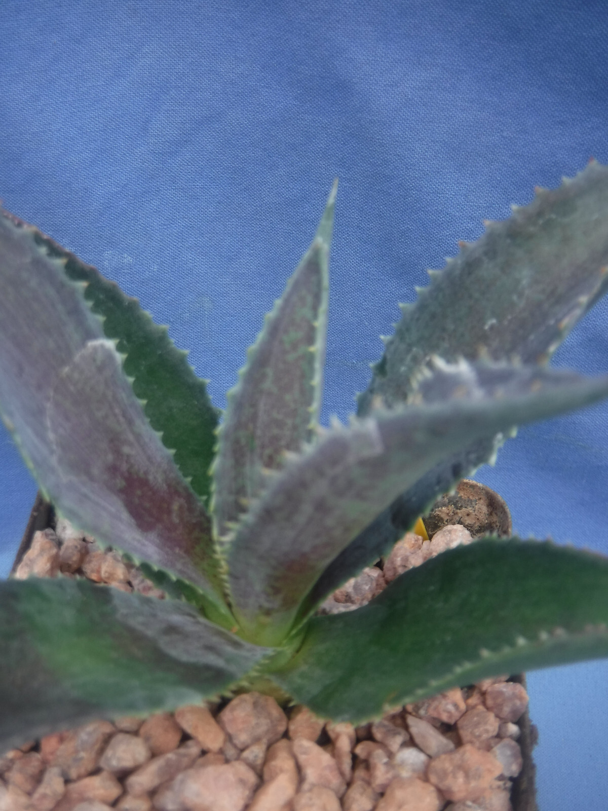 Silver Fox Mangave STARTER Plant Agave & Manfreda Hybrid Silver When Mature 4″+!