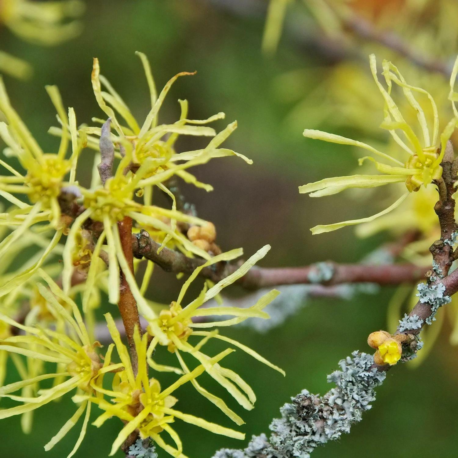 2 Witch Hazel Shrubs – 8-12″ Tall – Live Plants – 4″ Pots – Hamamelis virginiana