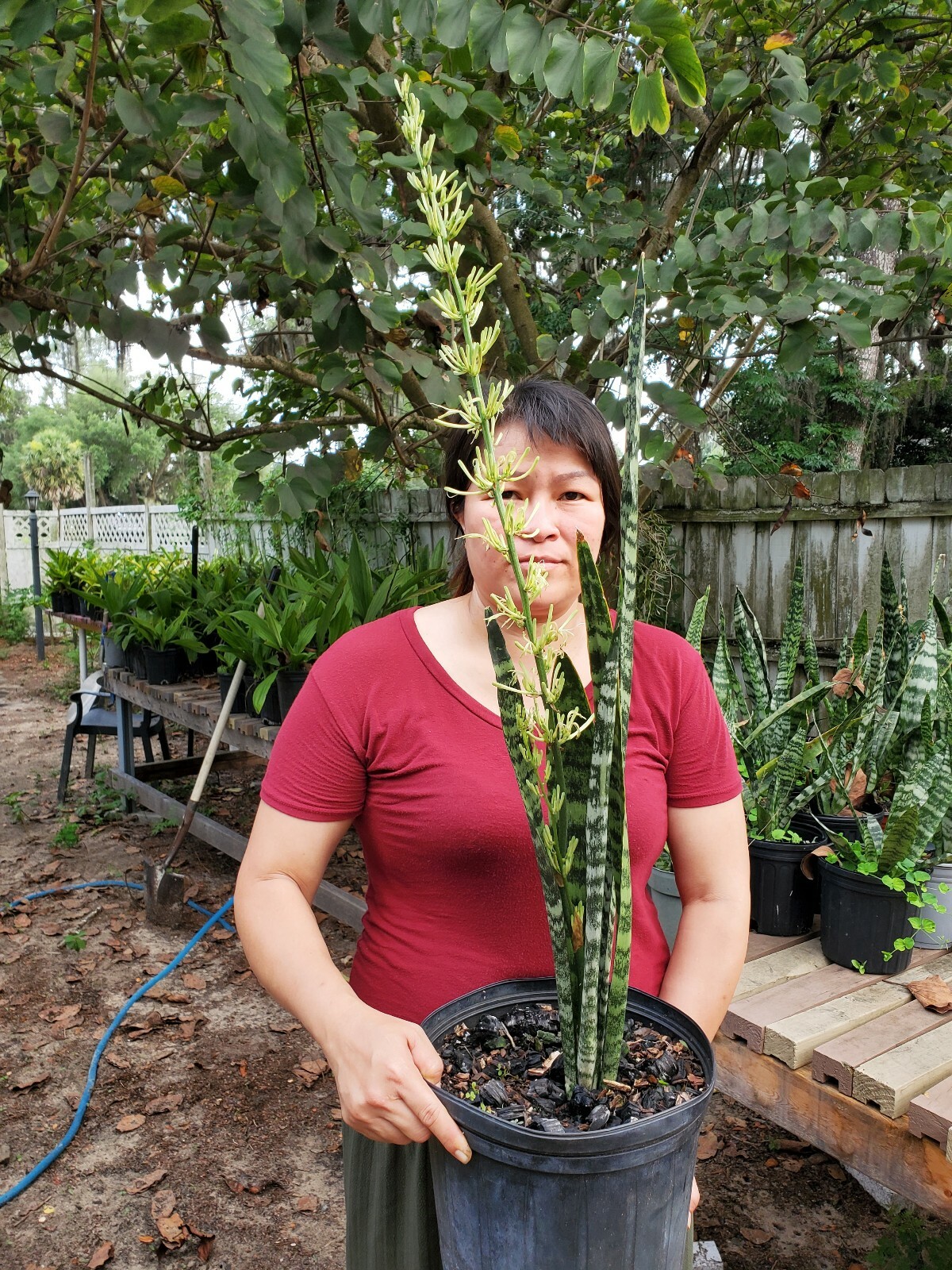 Snake Plant, 10″ + tall Mother-In-Law’s Tongue, Sanseveria Live,