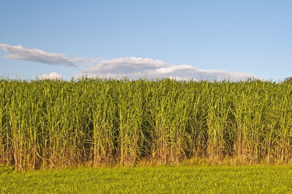 1 lb SWITCHGRASS Seeds Native Tall Grass Prairie Ornamental Perennial pound