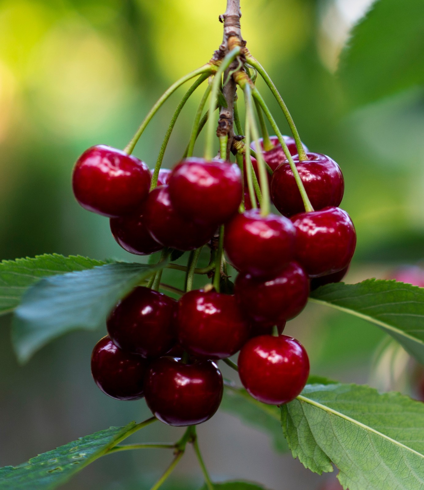 ‘Carmine Jewel’ Bush Cherry – Cold-Hardy, Dwarf- Fresh Eating or Pies