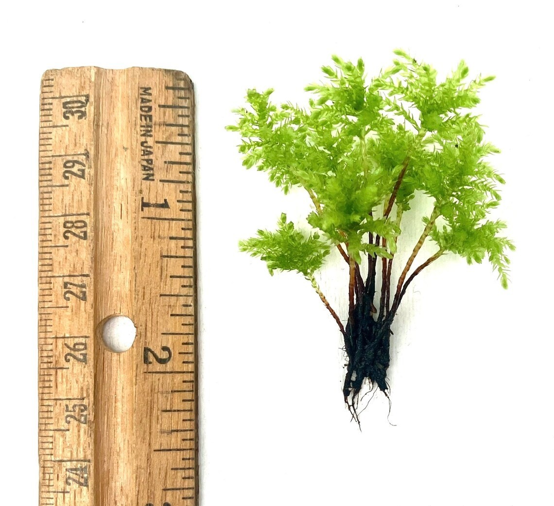 Climacium Tree Moss 10 pcs (Dendroides / Americanum) Live Moss for Terrarium
