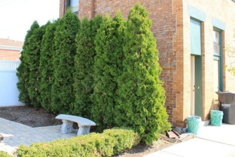 Arborvitaes Shimmering Emeralds Thujas Occidentalis Green Foliage Gardens 4” Pot