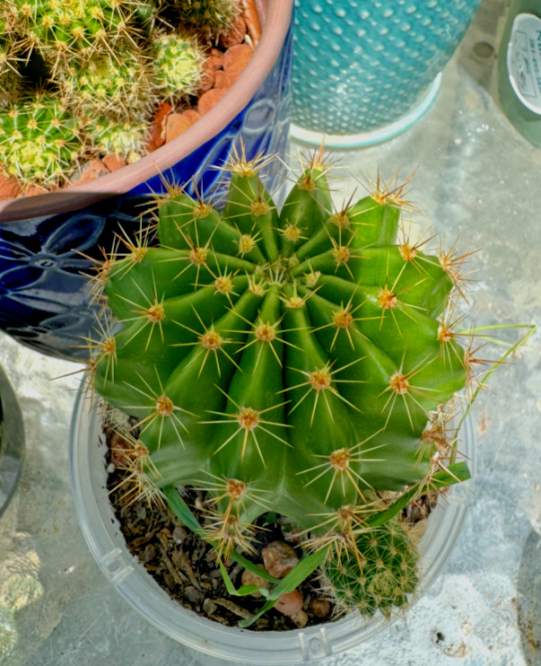 One of Special Beautiful SUCCULENT Cactus Red colour flower rooted plants