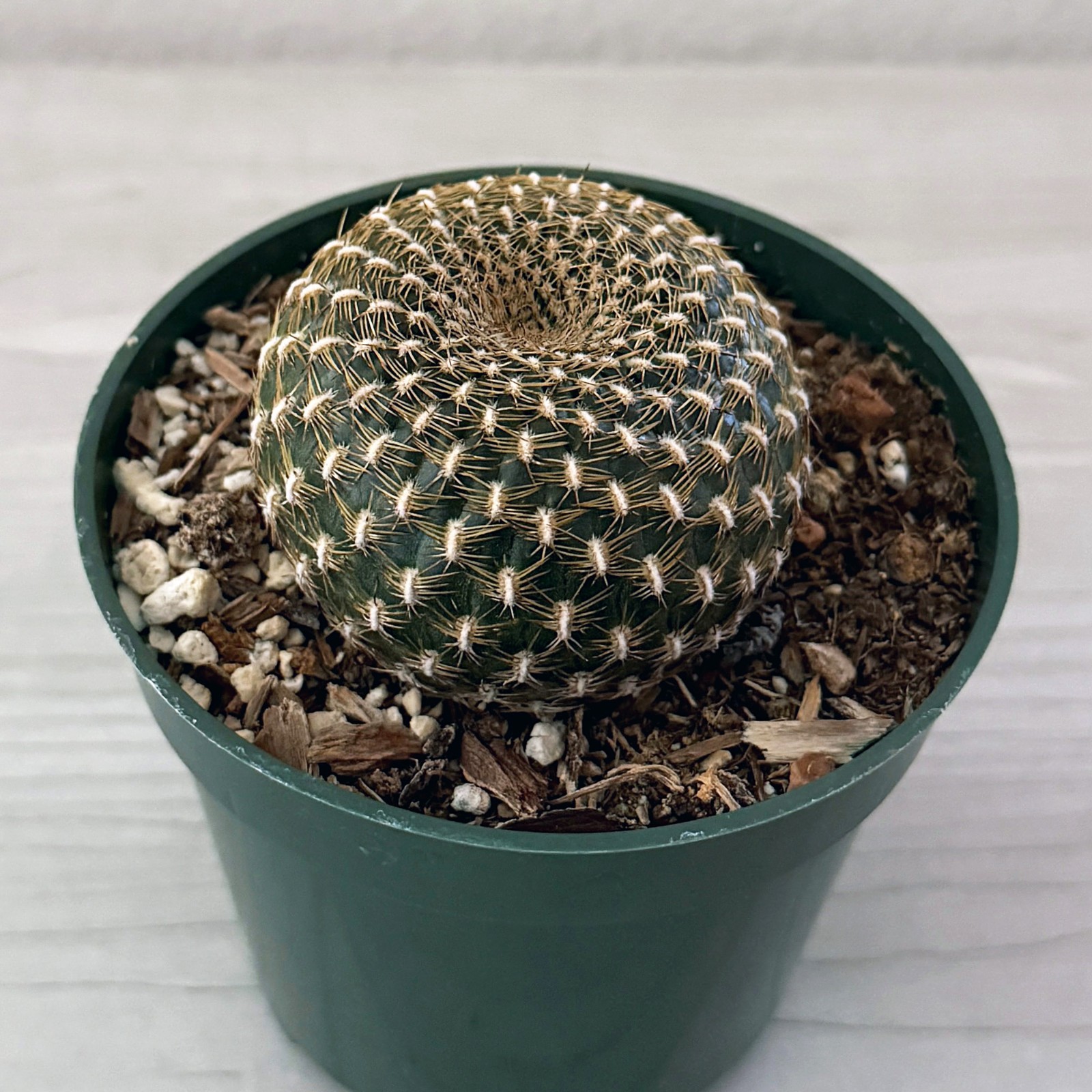 Cactus – Sulcorebutia Arenacea – Live Plants In 3″ Pot