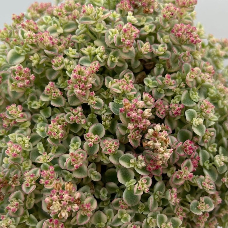 Sedum Little Missy Plant 4″ Pot – Variegated Succulent – Stonecrop Groundcover