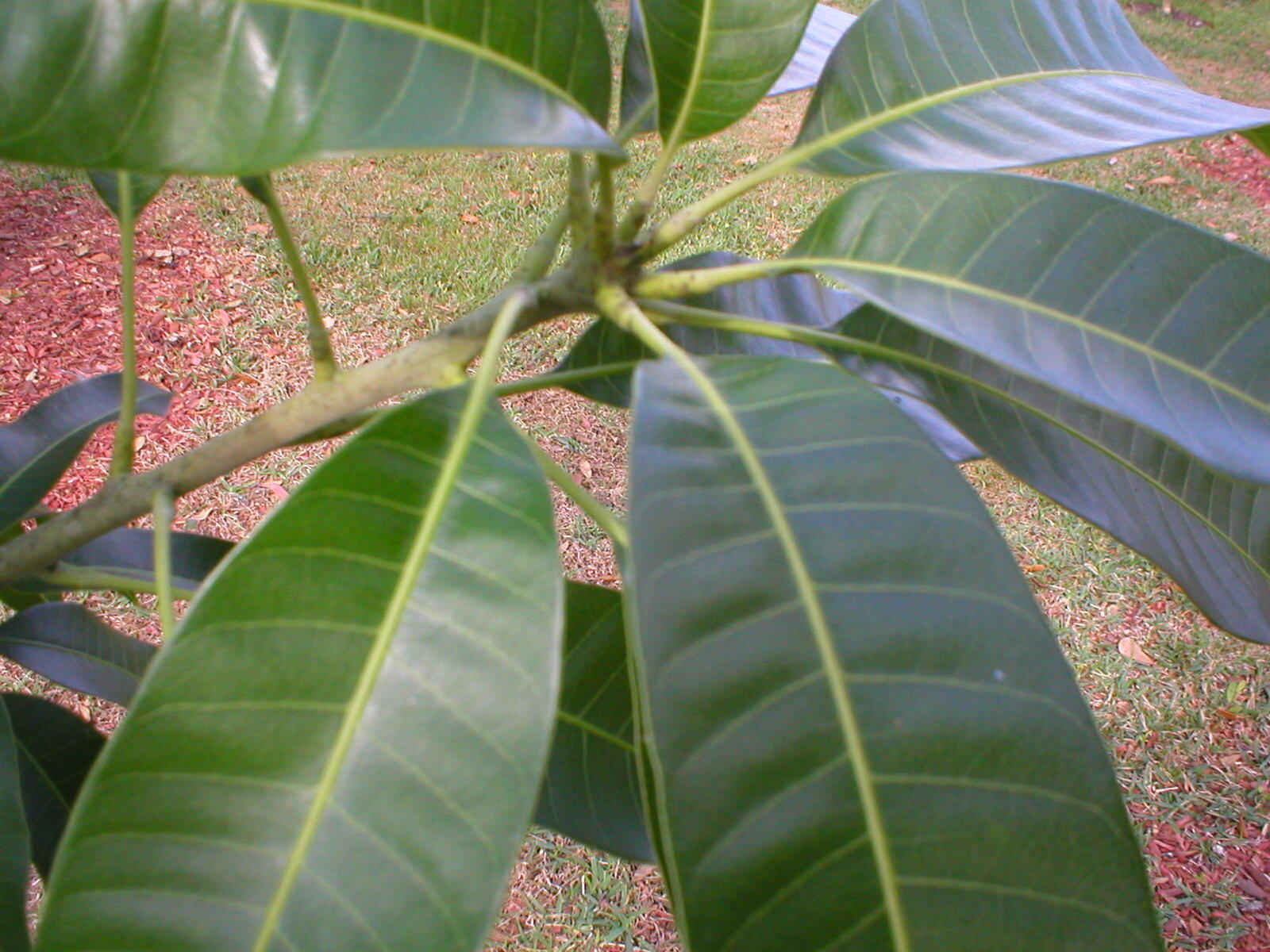 2 Mango Cuttings Scions for Grafting – Create Grafted Trees (READ DESCRIPTION)