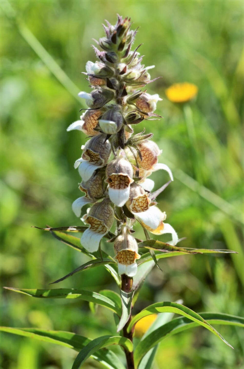 200 GRECIAN FOXGLOVE Wooly Digitalis Lanata Hummingbird White Yellow Flower Seed