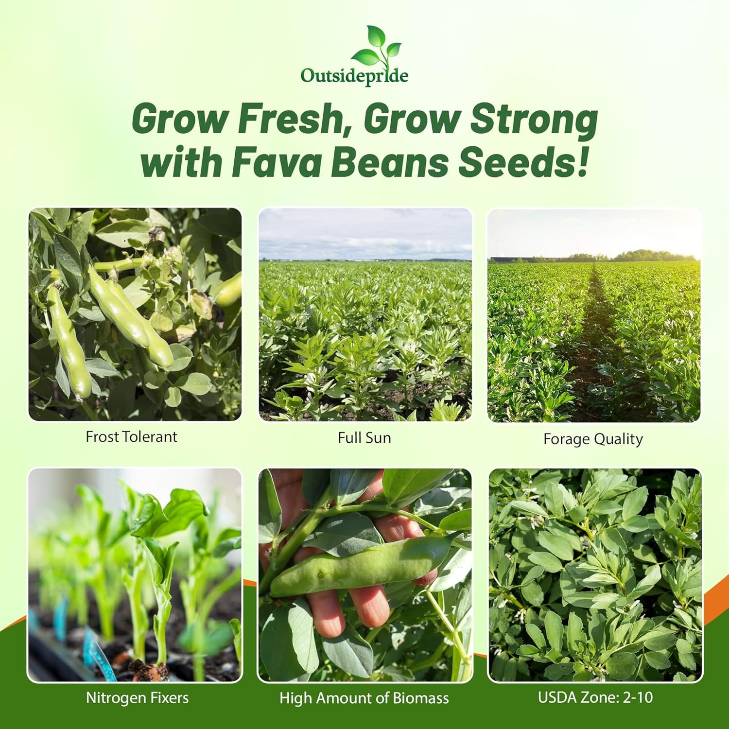5 LBS Fava Bean Seeds For Cover Crops & Food plots