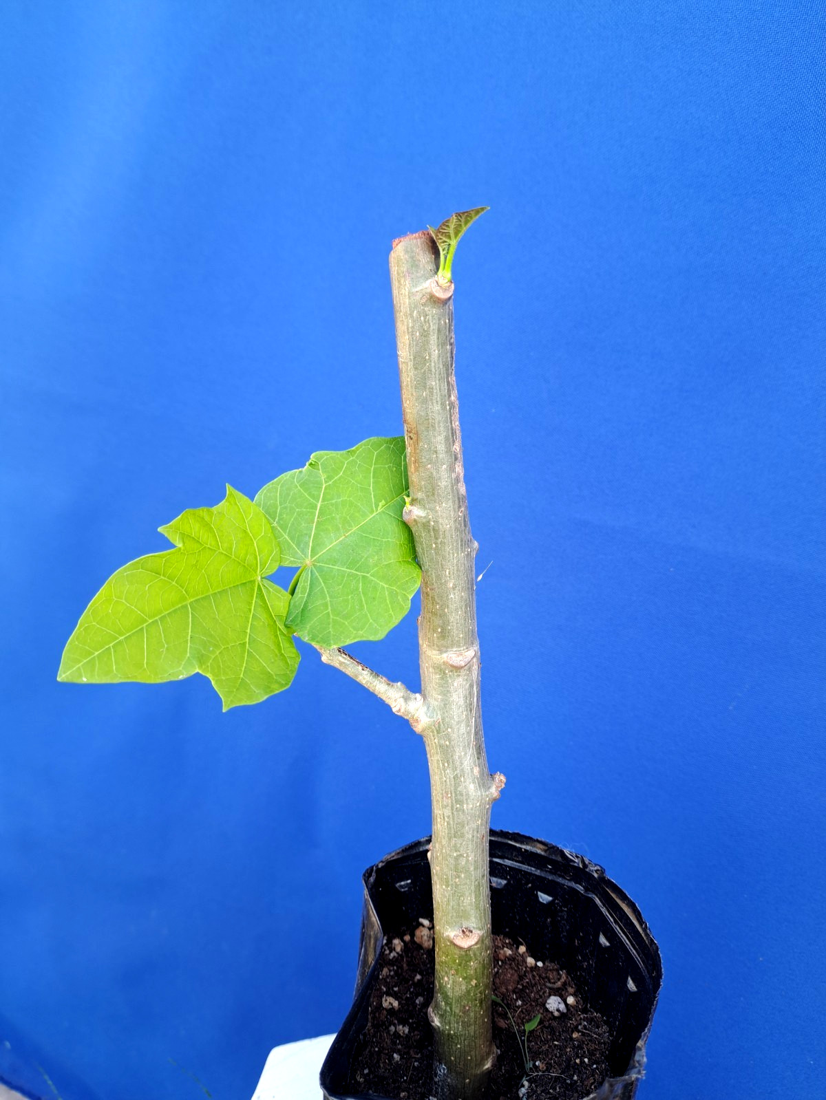 Jatropha Curcas Tree Plant Succulent 12H Herbs Barbados Nut #4