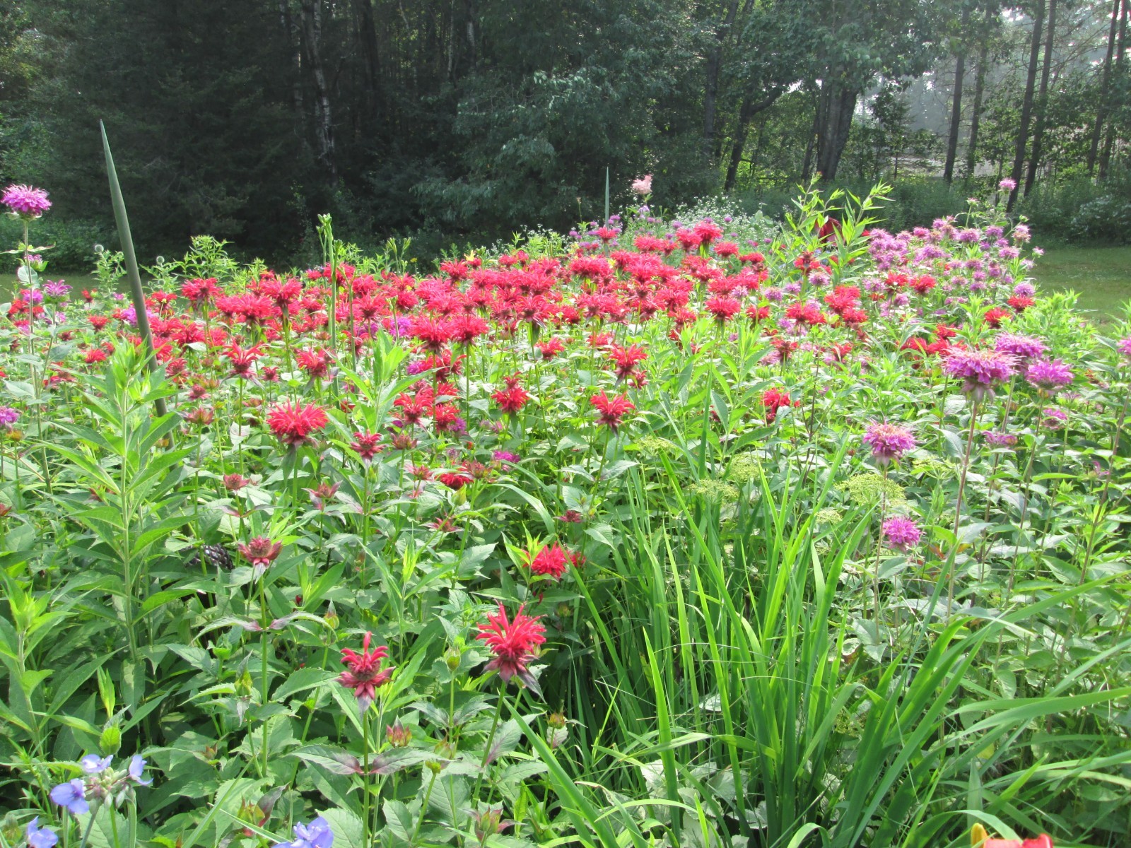 8 Red bee balm 3-9 freshly dug shipped same day hardy perennial blooms long time