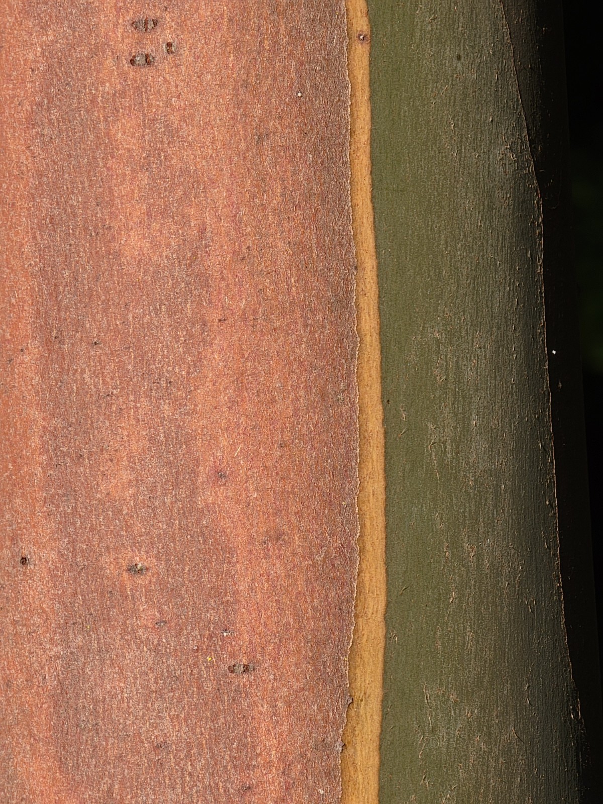 Eucalyptus regnans – Mountain Ash – Fresh Seeds – Extremely Rare in Cultivation!