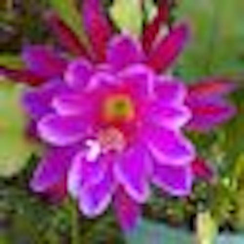 2 Epiphyllum Orchid Fresh cutting plants Cactus 8-12″, orange & purple