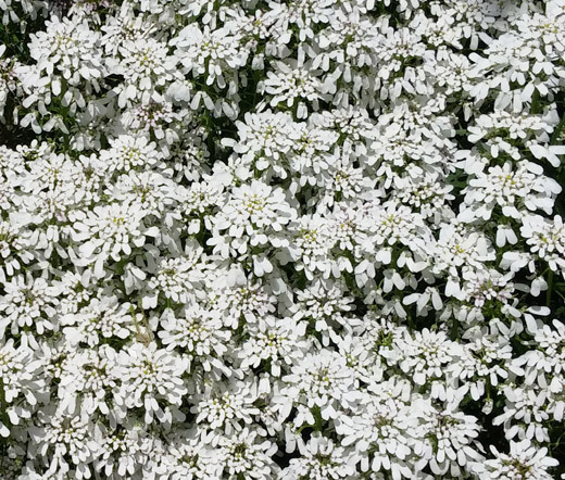 CANDYTUFT WHITE EVERGREEN PERENNIAL Iberis Sempervirens – 100 Seeds