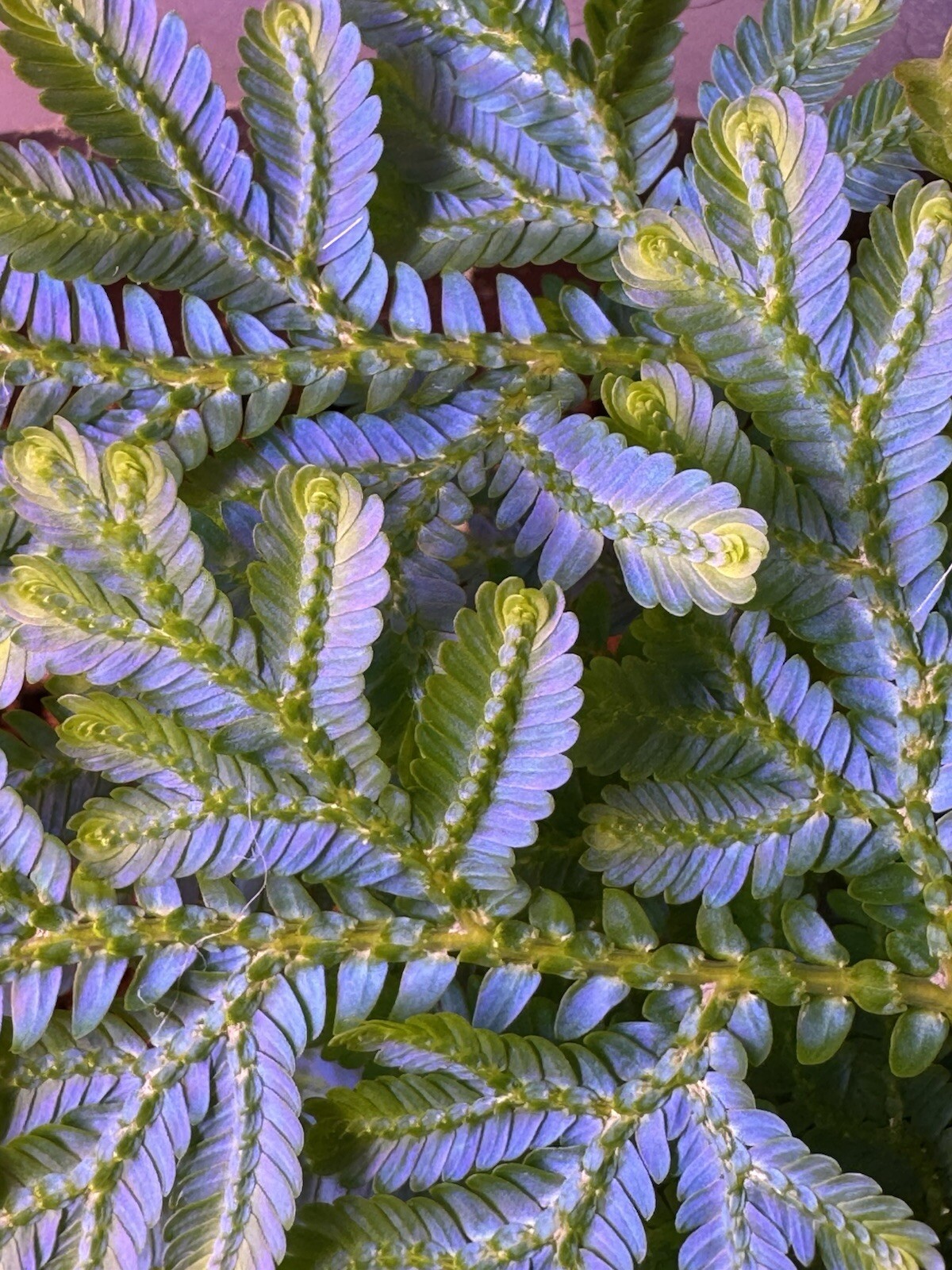 Selaginella Wildenowii Peacock Moss Spikemoss Fern Rare Terrarium Plant Cutting