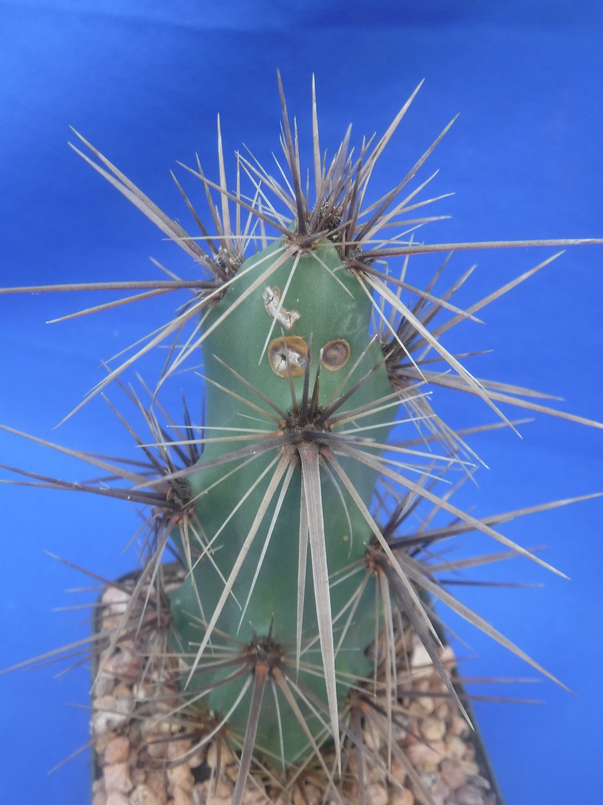 Grusonia emoryi New Mexico Form RARELY OFFERED! 6″ Tall Cold Hardy to 0F!!! C4
