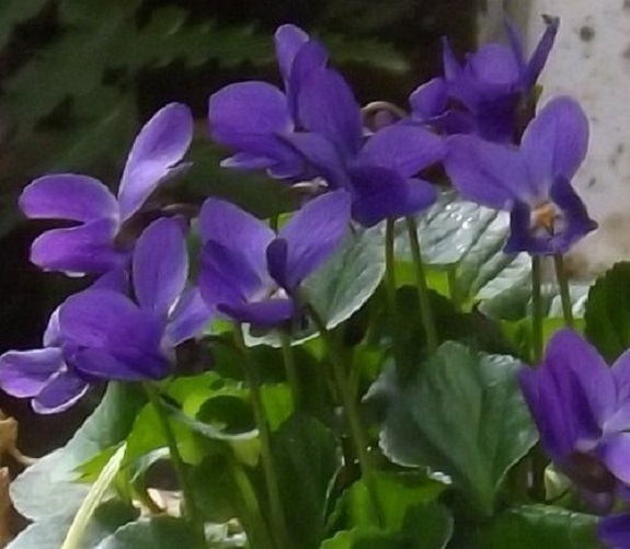 30+ Queen Charlotte Viola Flower Seeds Long Lasting Annual