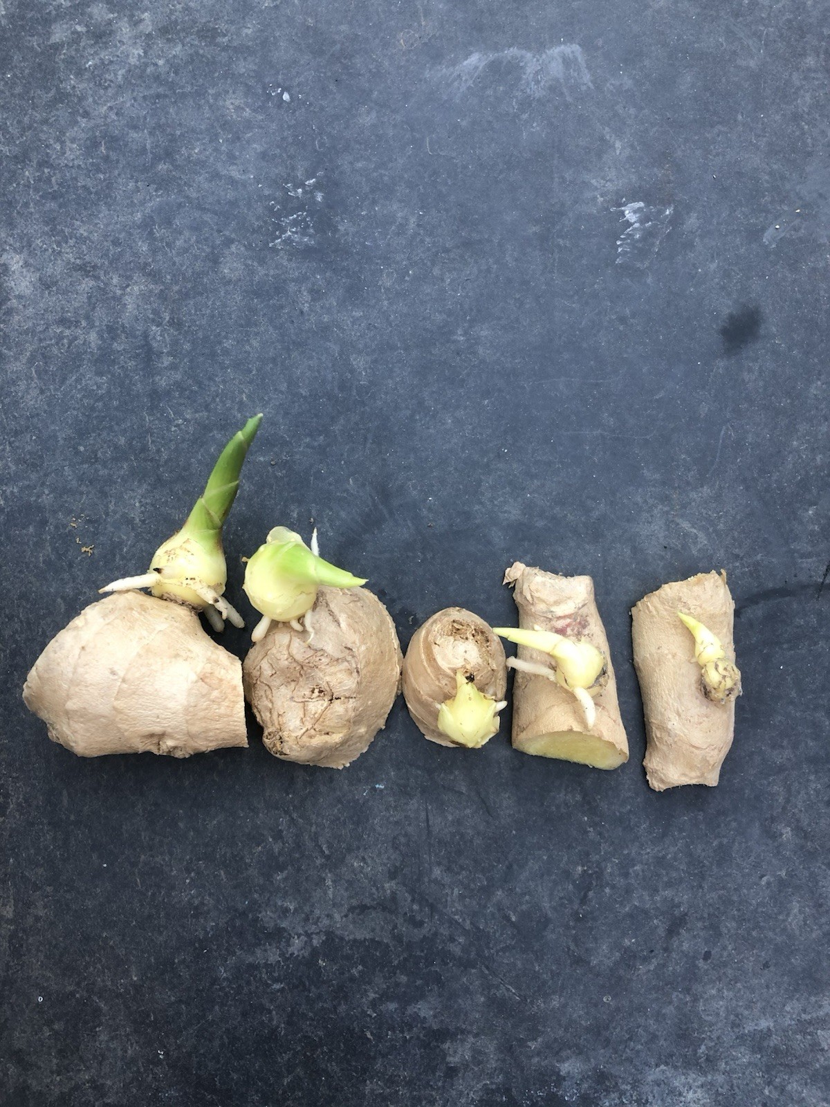 5 Sprouted Ginger Roots Heirloom Curcuma Longa Rhizomes Root Herb