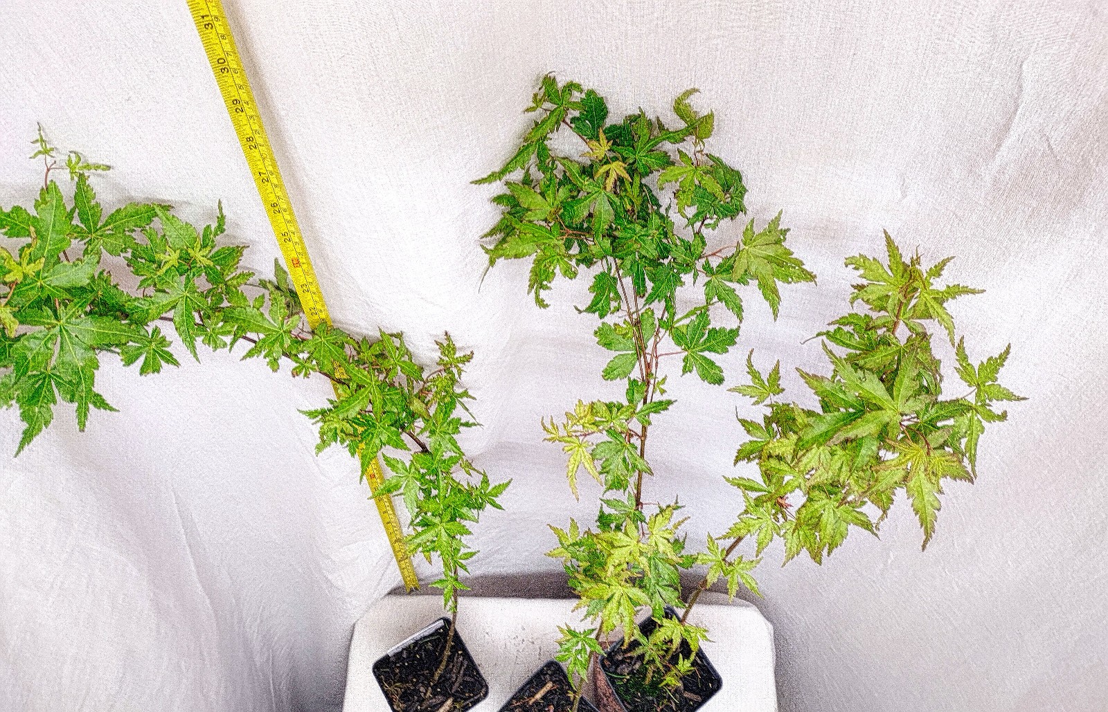 Green Japanese Maple tree in nursery pot. Acer palmatum. Pre Bonsai or Landscape