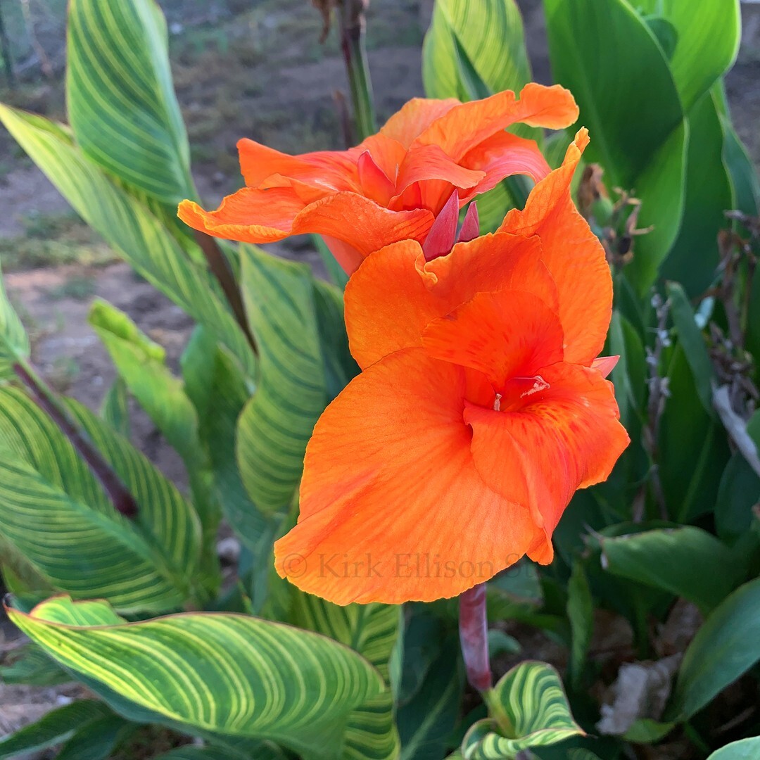 Canna Lily (1) Rhizome “BENGAL TIGER” a.k.a. “PRETORIA” Variegated Foliage!