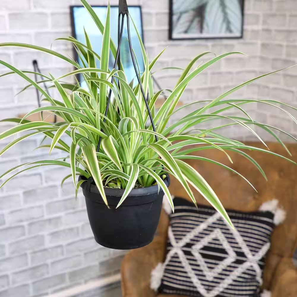 Pet Friendly Spider Plant Hanging Basket (Chlorophytum), Easy Care Trailing Indo