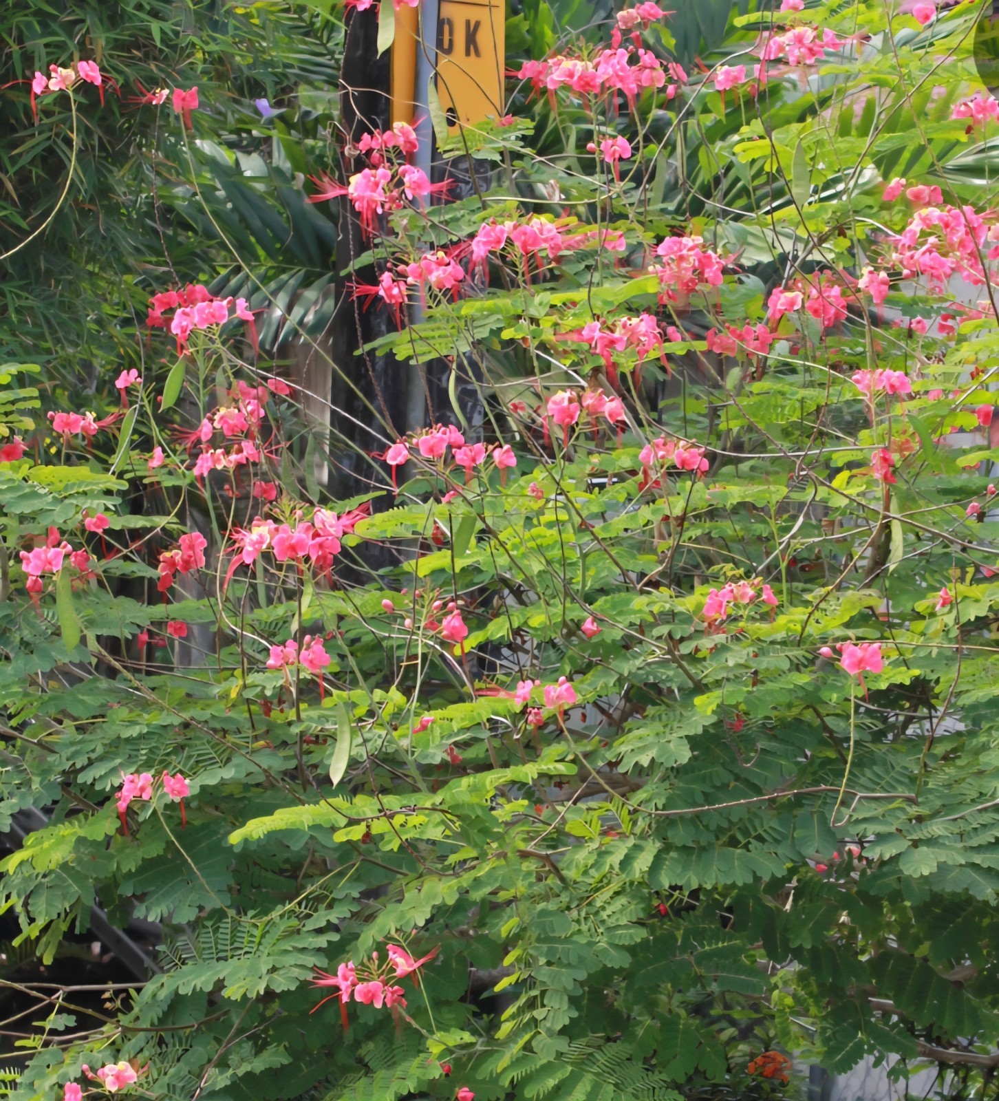 10 seeds Pink Caesalpinia Pulcherrima PRIDE OF BARBADOS Dwarf Poinciana