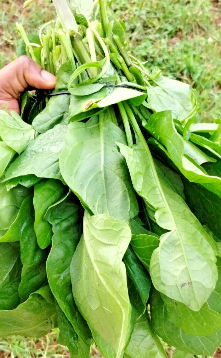 Seed Njama Njama ( Big Leaf) Garden Huckleberry, African nightshade 500 seeds