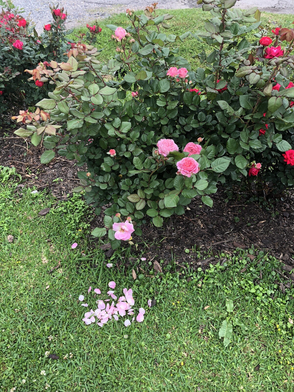 Queen of Elegance Rose (4) 10 Inch cuttings ‼️