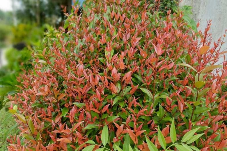 1 Gulf Stream Heavenly Bamboo 6-12″ Starter Plant Bare Root