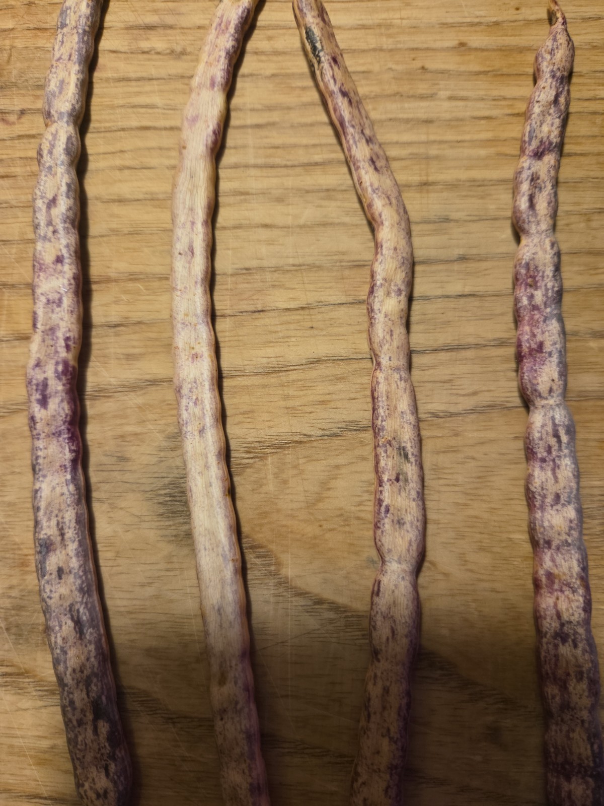 15 Honey Mesquite Pods (Prosopis Glandulosa) Drought Tolerant Legume (2026)