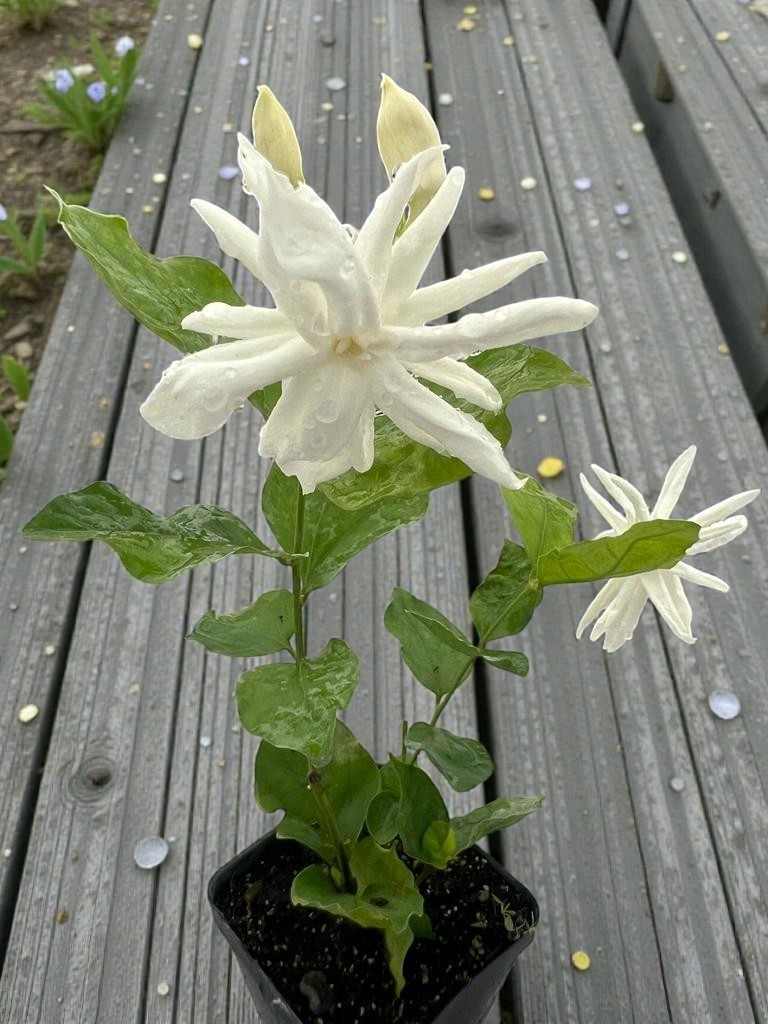 Jasmine Live Plant Belle Of India Jasminum Sambac Fragrant Flower 4-6″H 2.5″ Pot