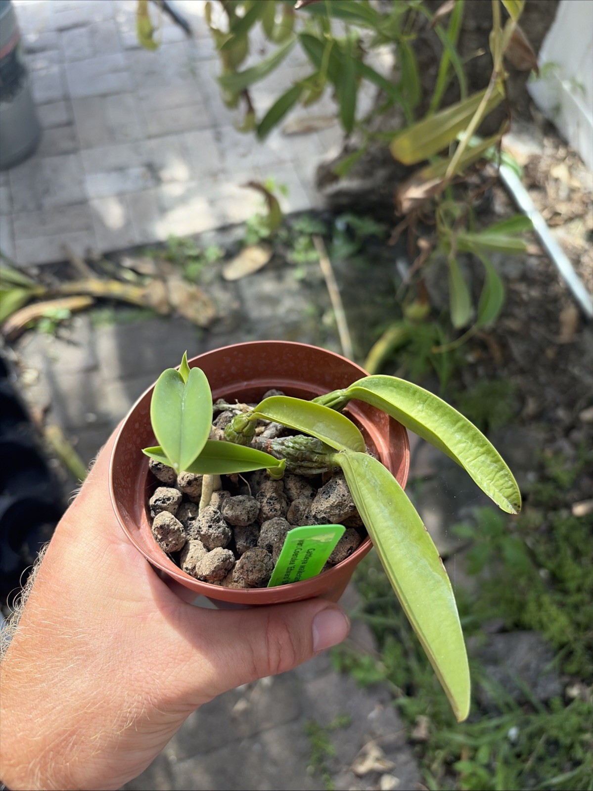 Cattleya walkeriana coerulea ‘Edward’ SM/JOS Blue Orchid Plant Species 0714 BS