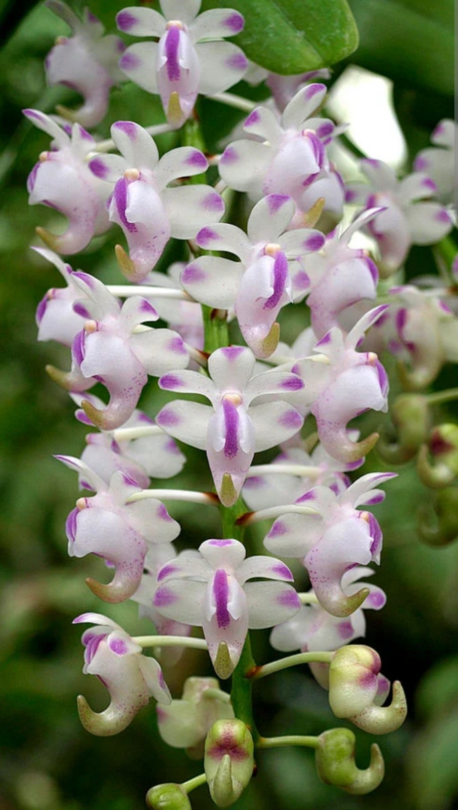Aerides Odorata X Sib Fragrant Live Blooming Size Vanda Orchid Plant