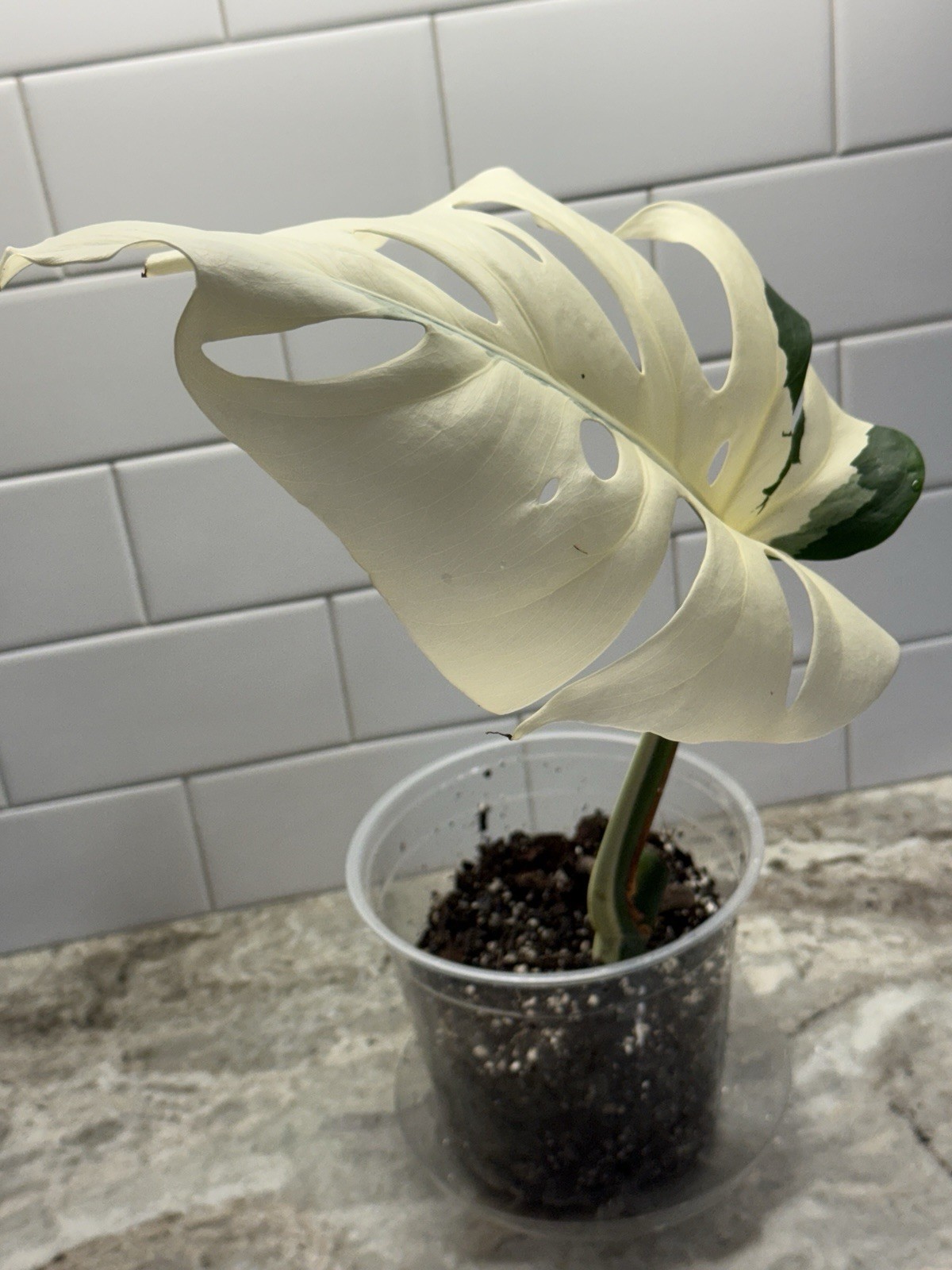 High Variegation Fully Rooted Monstera Albo Activated Growth Point