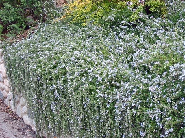 Creeping Rosemary in 2.5” Nursery Cubes (Rosmarinus officinalis ‘Prostratus’)