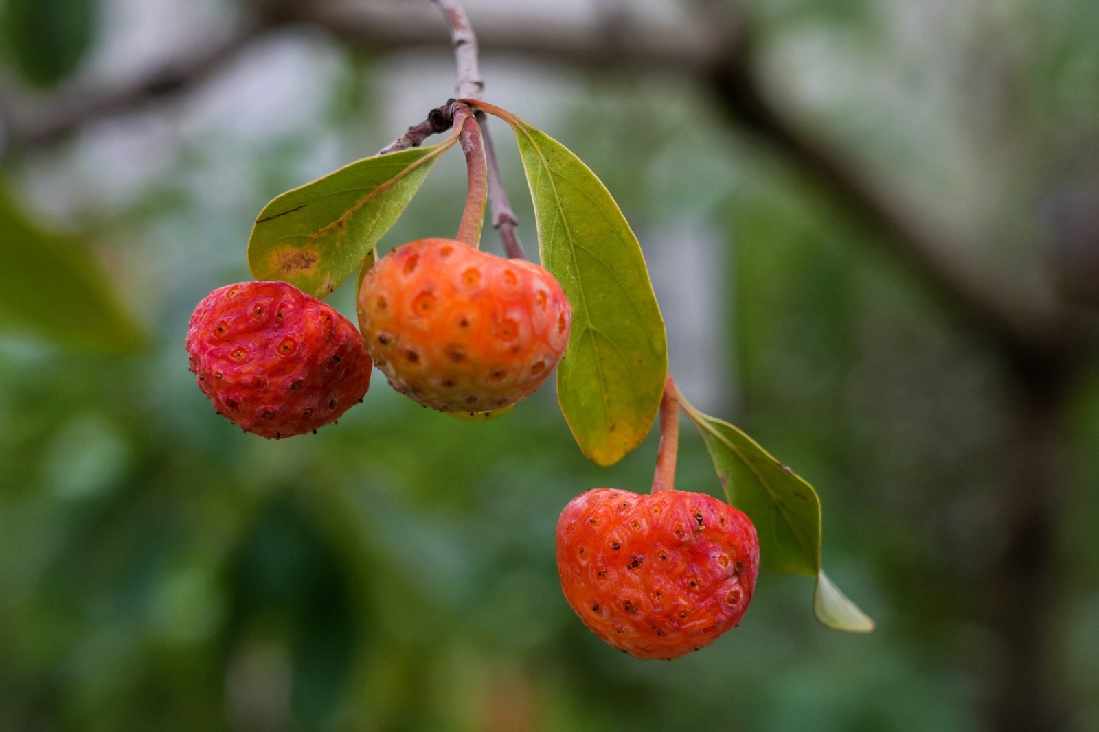 20 HIMALAYAN DOGWOOD / STRAWBERRY Tree White & Pink Flower Red Fruit Seeds
