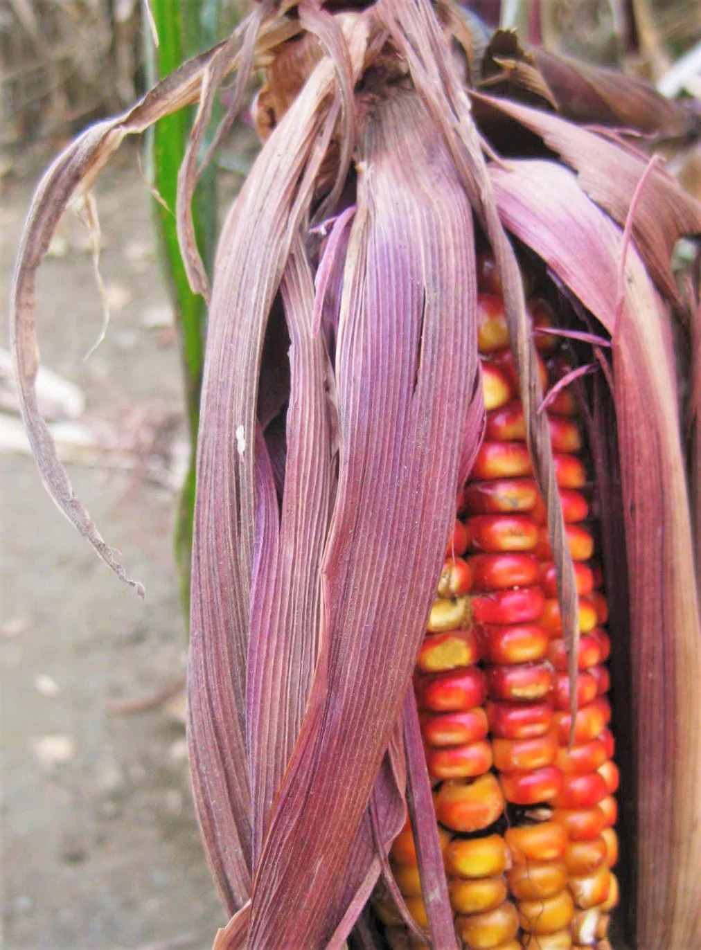 Seneca Red Stalker Ornamental Corn Seeds | Purple Red Husk Dent Indian Seed 2024