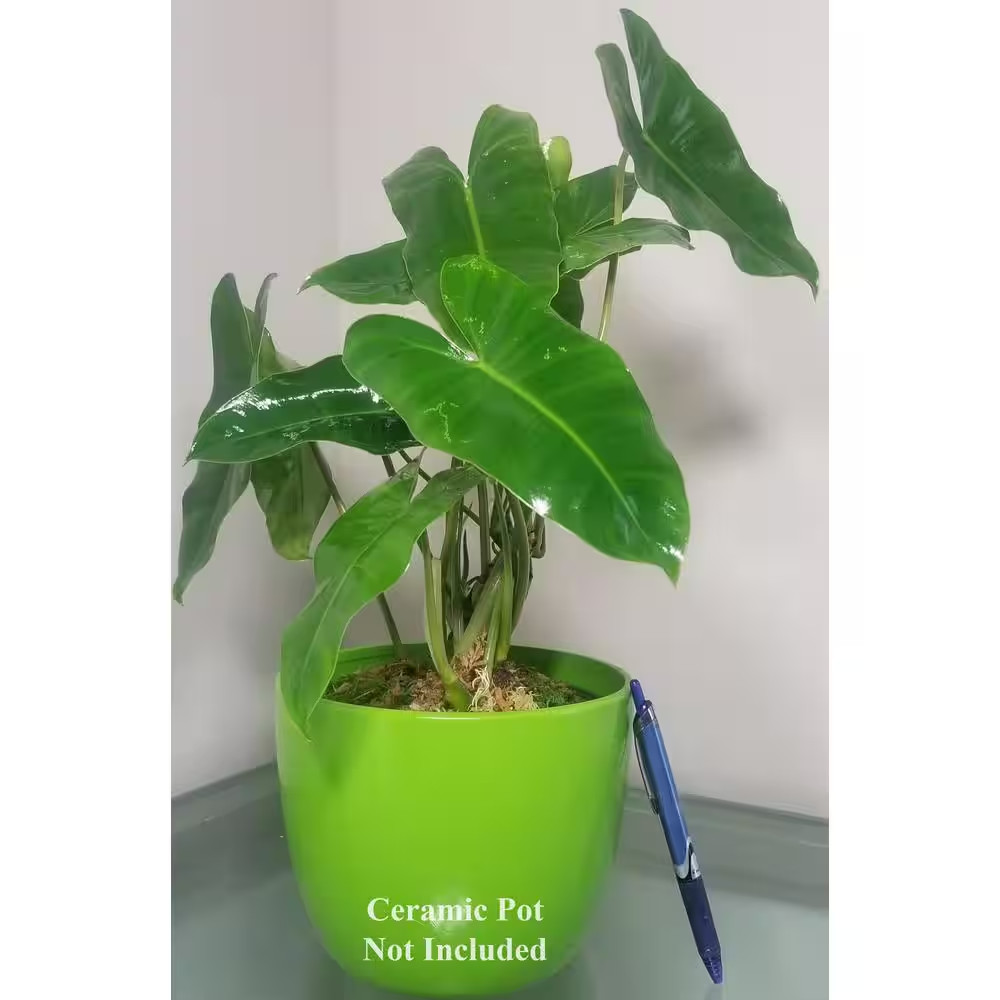 Philodendron Burle Marx Plant in 6 In. Grower Pot