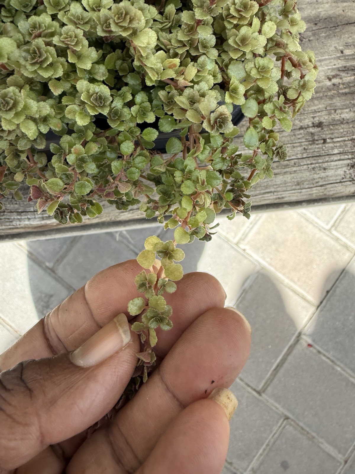 Pilea Depress Rare Plants