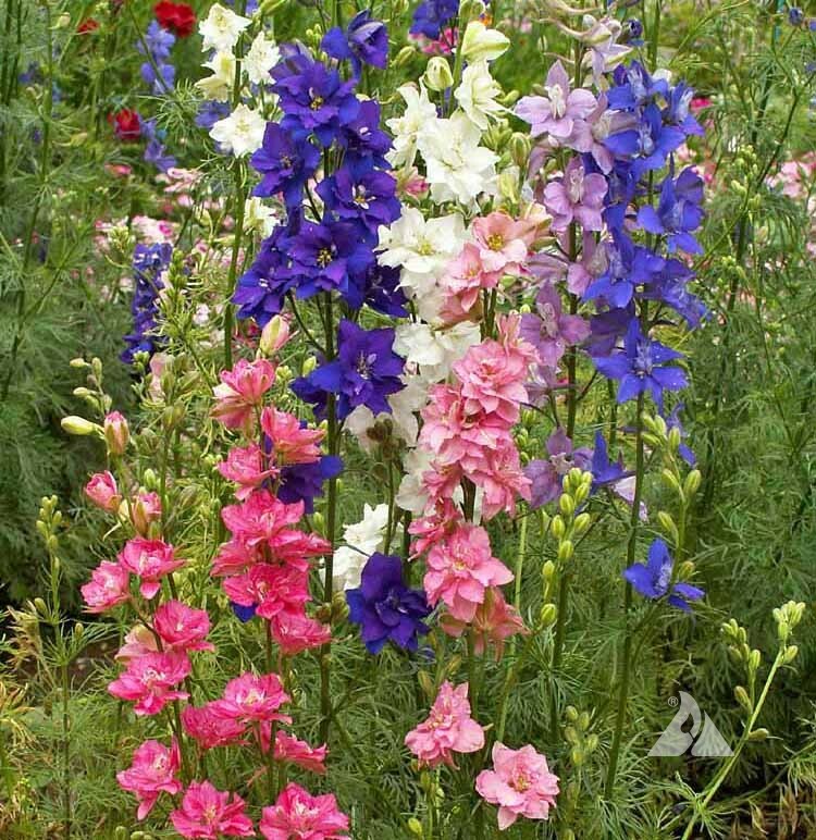 Wildflower Mix HUMMINGBIRD BLEND Perennials Annuals Heirloom Non-GMO 1500 Seeds