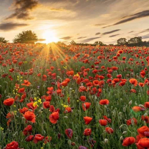 Red Corn Poppy Seed