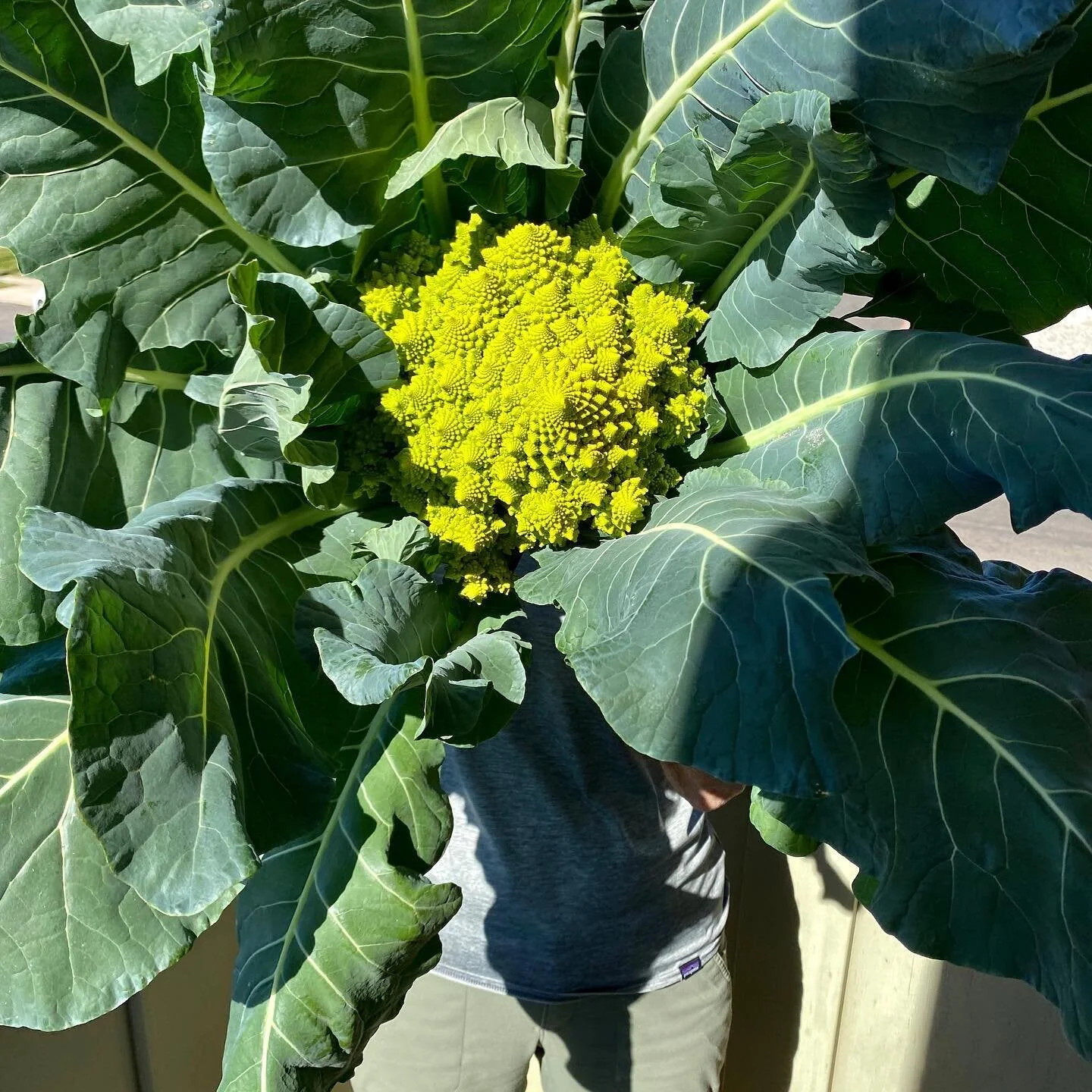 Romanesco Cauliflower Seeds | Brassica Green Italian Roman Broccoli Seeds 2024