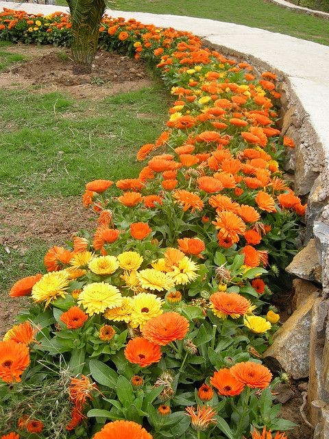 Pacific Beauty Mix Calendula Seeds | Orange Yellow Flower Pot Marigold Seed 2024