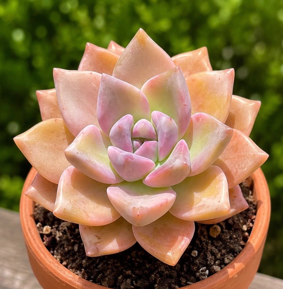 Rare Succulent Graptosedum Ghosty Cactus Live Plant Cutting One-Head 2-3 Inches