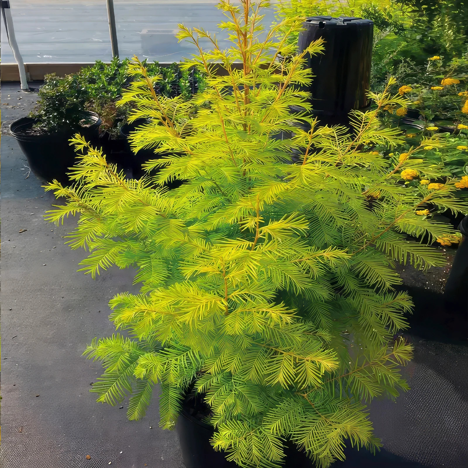 Dawn Redwood Tree Seeds (Metasequoia glyptostroboides) Fast Hardy Bonsai Plant