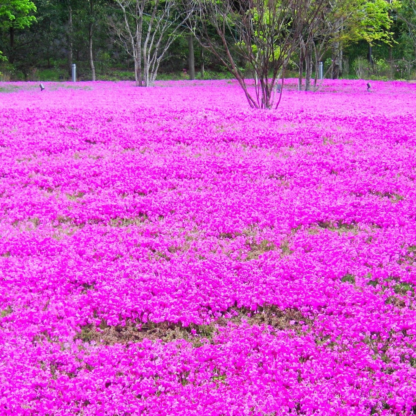 CarpetC 1000+ Creeping Phlox Seeds for Planting, Ground Cover Purple