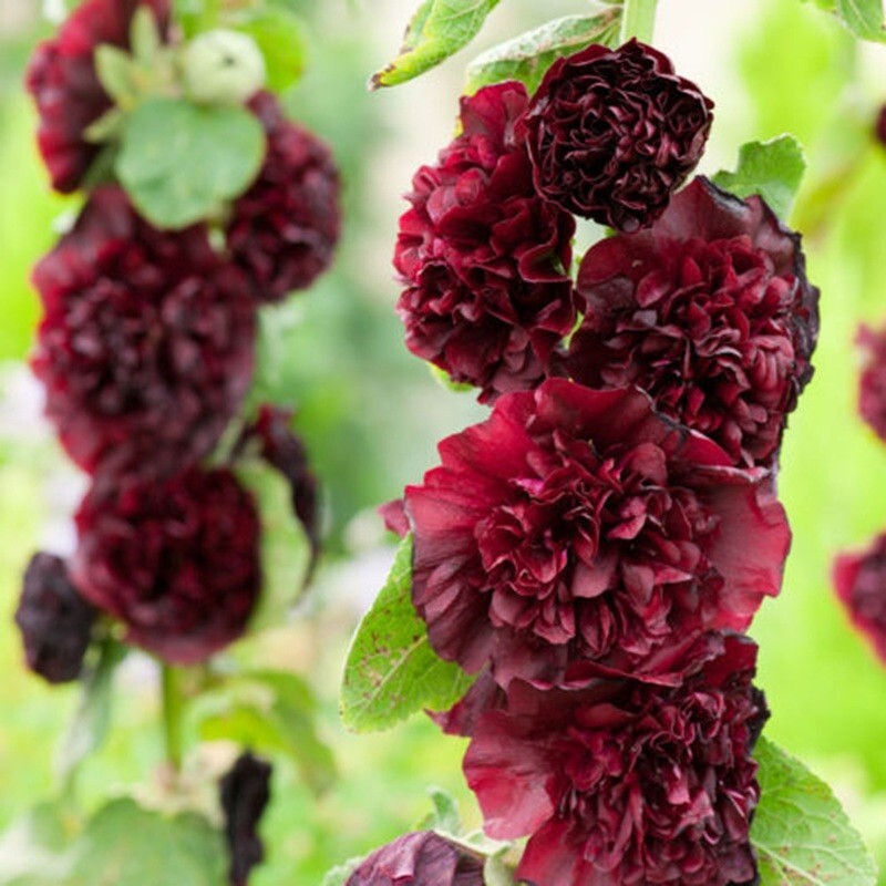 25 Burgundy Red Hollyhock Seeds Perennial Flower Seed Flowers US SELLER
